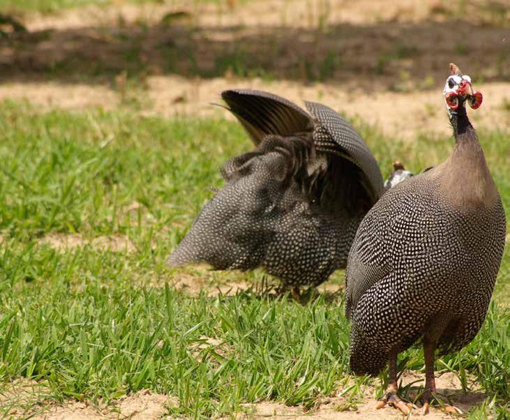 Product 2.3 Guinea Fowl The guinea fowl is a peculiar poultry due to the quality of its red flesh and it s highly appreciated taste.