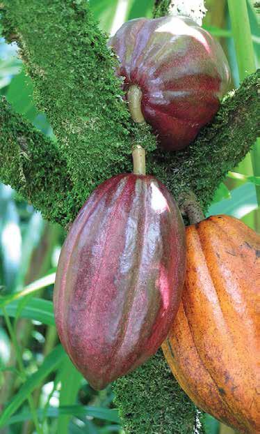 Product 2.4 Cocoa Cocoa is a traditional export crop in Haiti. This commodity is the staple crop of most production areas of Grande Anse.