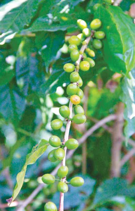 Product 2.5 Coffee High-value added industrial crop. Considered the second largest export in the world, it is one of the most important agricultural commodities on the international market.