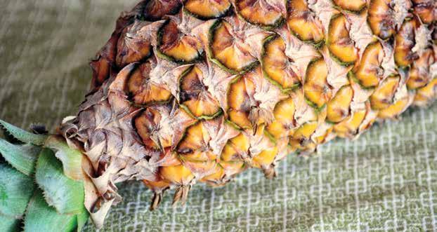 Product 2.6 Pineapple The pineapple (Ananas comosus) is a xerophytic plant of the Bromeliaceae family cultivated in tropical areas. In Haiti, pineapples are eaten fresh, are made into jam or juice.