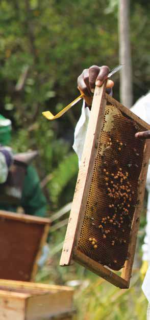 Product 3.3 Honey Honey is a sweet substance produce by the honeybees from nectar or honeydew.