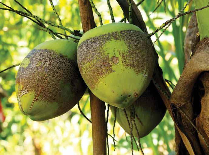 14 The coconut used for its water, milk, its bark for handicrafts and its oil for cosmetic products.