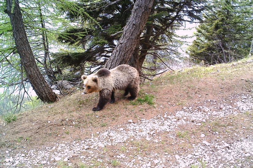 Alpine bears of the Dinaric population I: Friuli Venezia Gi