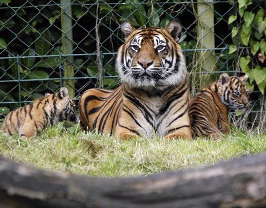 Learn how the rescue centre s employees help care for these magnificent beasts and all the other animals in the zoo.