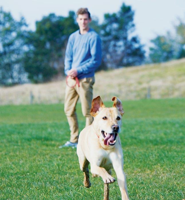 nz There are now more places for your pooch to play! New dog exercise areas are planned for Pokeno and Tamahere.