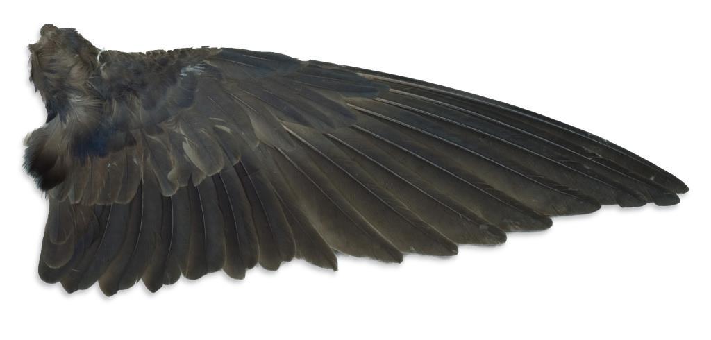 Basic Wing Types High Speed Found in open-habitat
