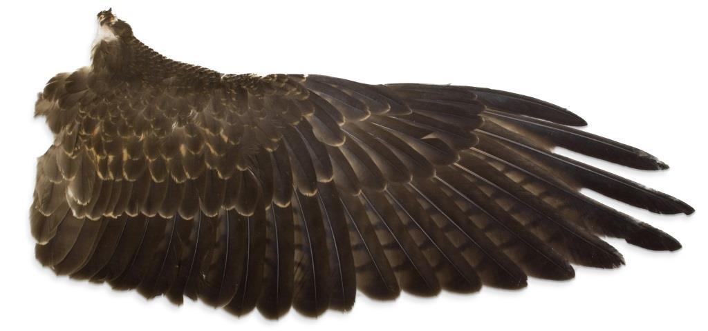 Basic Wing Types Slotted Passively-soaring Species: hawks,