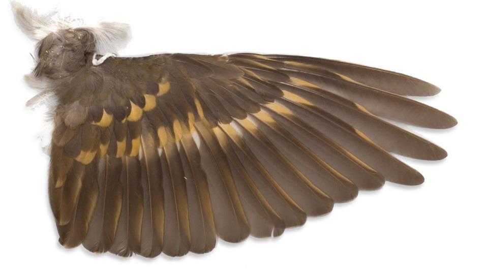 Basic Wing Types Elliptical Found on birds that live in habitats