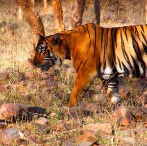 WILDLIFE OF MADAGASCAR, INDIA & ORNEO Day 15 Ranthambore Enjoy another day spotting native species, including the tiger, on a safari drive through Ranthambore National Park. Overnight in Ranthambore.