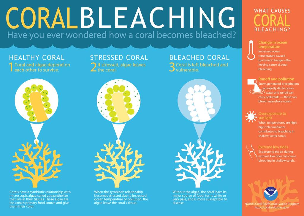 Coral Bleaching https://www.theg uardian.