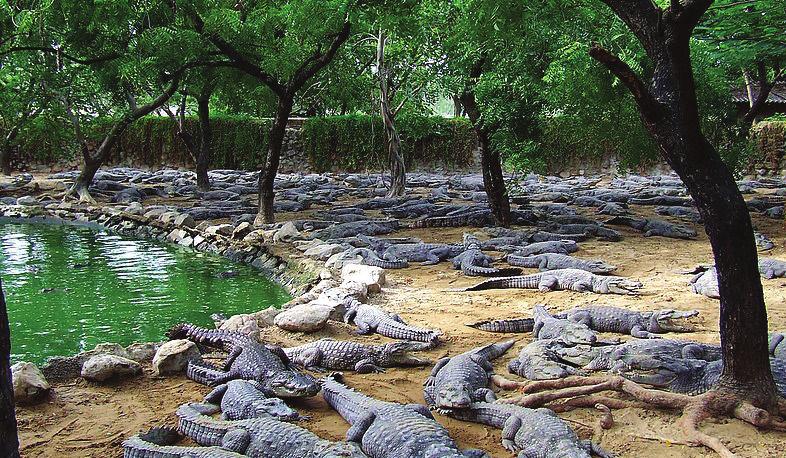 Crocodile Bank: Crocodile Bank is situated 42 km from Chennai. This crocodile breeding and research centre is run by Romulus Whittaker. It was set up in 1976.