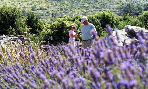 We will take you to the roots of this story to show you how lavender forever-changed life on island of Hvar.