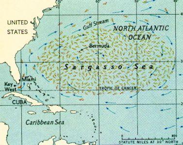 Nepregledna djungla morskih trava Sargaskog mora je raj za jegulje koje su se milionima godina prepustale Golfskoj struji da ih odatle nosi ka hladnim rijecnim vodama Atlantide gdje bi postajale