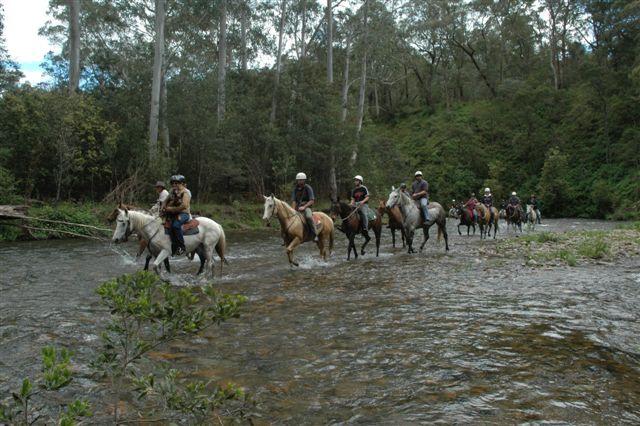 We set off from our farm and ride through to the Dungeon Gully and then traverse the bridle tracks along creek beds and open tracks to the Howqua River and the Hideout for lunch.