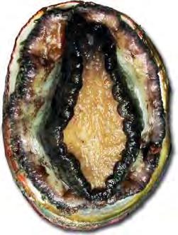 3. ABALONE 875 TONNES PRODUCED IN SA PER YEAR GREEN LIP, BLACKLIP COMMONLY FARMED