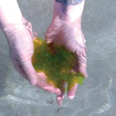 MACROALGAE (SEAWEED) WRACK THE WORD USED TO DESCRIBE...BEACH CAST SEAGRASS AND SEAWEED ACCUMULATIONS.