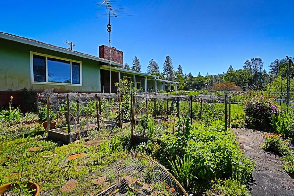 Behind the home, the family planted about 250 head-trained, dry-farmed zinfandel wine grapes that were planted in the 1960 s, covering about two acres.