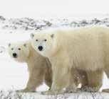 As polar bears await the formation of the arctic sea ice over the Hudson Bay to begin their hunt for ringed seals
