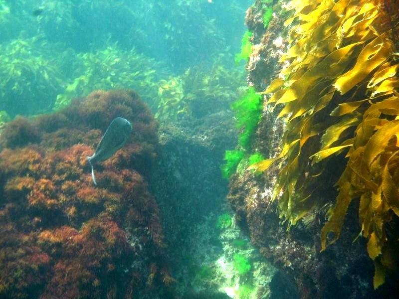Another view of the shallow reef kelp forest showing an example of the