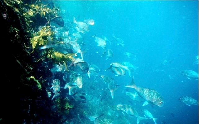 Snapper are now seen in the marine reserve in large numbers, this image was taken on a typical