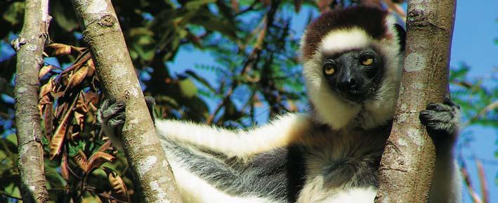 Detailed Itinerary Madagascar Island of Nature Aug 28/15 Madagascar is like no other place on earth! Eighty percent of its flora and fauna are found nowhere else.