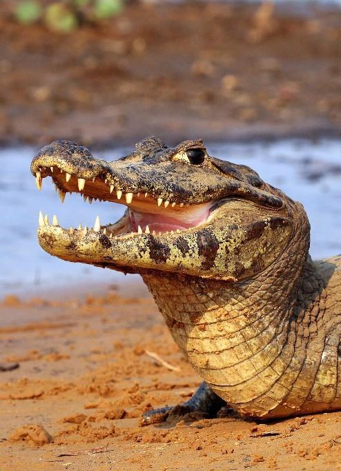 In a motorized canoe with a guide, we will search for an alligator species known as "caimans.
