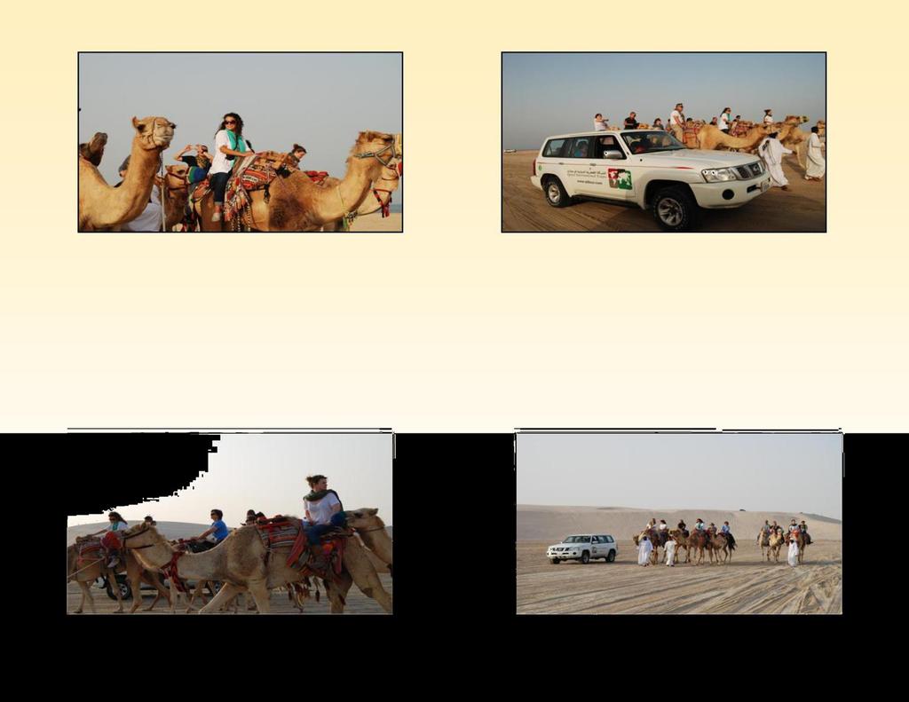 Camel Caravan Tour Transportation from Doha to Sealine.