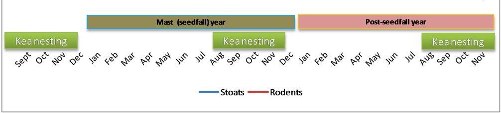 Figure 2: Illustration of how rodent and stoat tracking indices fluctuate during a beech or rimu mast (seedfall) year and in the post-seedfall year. 2.4.