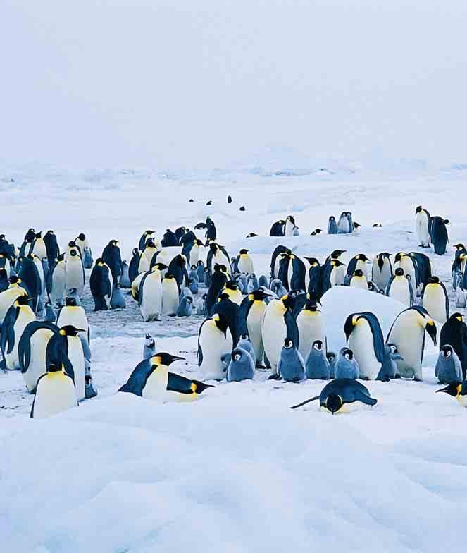 expedition in brief: Extended visit to an Emperor Penguin rookery End of an Era voyages Aerial sightseeing Weddell Icebreaker adventure Special guest Julie Scardina, October 13 to 26,