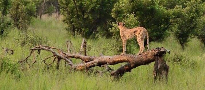 Range Wide Conservation Program for Cheetah and African Wild Dogs RWCP Newsletter #3/January 2017 Working together to make space for Cheetah and African Wild Dogs Greetings from the RWCP Happy New