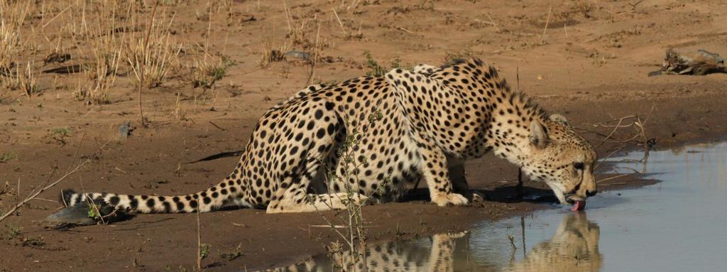 Range Wide Conservation Program for Cheetah and African Wild Dogs RWCP Newsletter #2/May 2016 Working together to make space for Cheetah and African Wild Dogs Greetings from the RWCP In southern