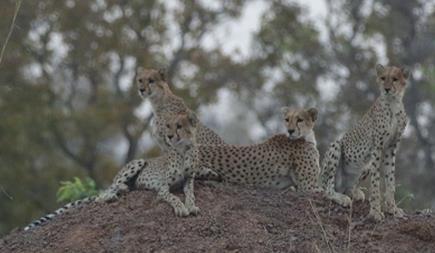 NORTHERN, WESTERN & CENTRAL (NWC) AFRICA A National Cheetah Coordinator in Niger Abdoulkarim Samna, the former chief ecologist of the W Regional Park Niger, was appointed by the Ministry of