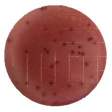 At the end of incubation period, observe plates for colonies viewed through the bottom side of the plate.
