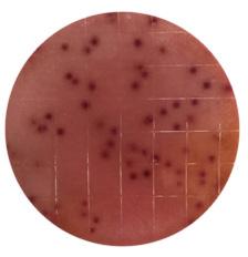 incubation for coliform quantitation, e.g. Swiss, Romano, and some Parmesan Each red spot represents one CFU.