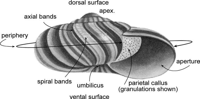 Appendix 6 GLOSSARY OF TECHNICAL TERMS Aperture Axial stripes Body whorl Dorsal surface Globose Mantle Parietal callus Periphery Spiral stripes Striae Umbilicus Ventral surface Whorl The entrance to