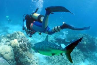 o Visiting divers to watch the sharks generate 100 times more revenue than shark