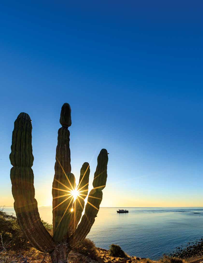 CHOOSE FROM THREE FASCINATING ITINERARIES To be on expedition with us in Baja & the Sea of Cortez is to feel truly free, genuinely connected to the natural world, and in a constant state of wonder as