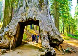 Giant Sequoias Walking Tour at Mariposa Grove* 12:30 pm 5:30 pm Explore the Giant Sequoias in the Mariposa Grove, the largest and most spectacular grove in the park.