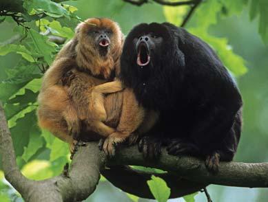 Listen for the throaty call of the howler monkey, one of the Amazon s most common species. CONTRACT: TERMS & CONDITIONS. IMPORTANT READ CAREFULLY. RESPONSIBILITY: Thomas P.