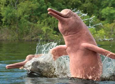 cure medical ailments. Look for playful pink and gray river dolphins, who often swim alongside the expedition vessel.