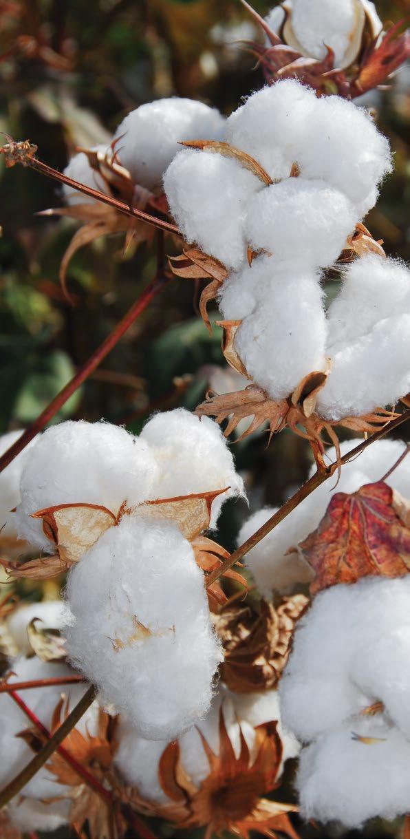 Cotton, the white gold of Greek agricultural LAND CONTENTS Cotton, the white gold of Greek agricultural land, is justifiably considered for decades as one of the flagship products of our country,