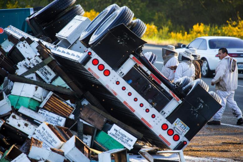 The scene: Friday April 17, 2015 in Lynnwood, WA. A semitruck rolled early Friday morning, spilling a load of honeybees on the Interstate 5 median at the Interstate 405 interchange near Lynnwood.