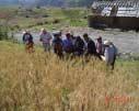 LAGUNAS NORTE SOCIAL INVESTMENT WHEAT SOWING 10 FAMILIES WILL DIRECTLY BENEFIT FROM