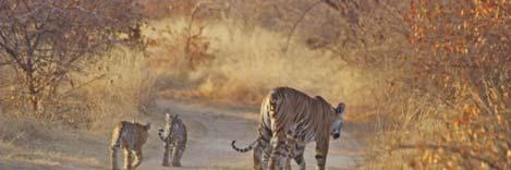 DAYS 04 & 05 KANHA NATIONAL PARK For two days, you can