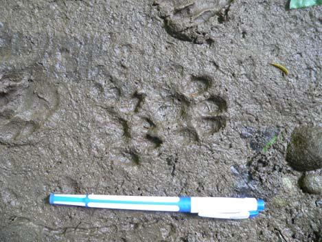 Rich with small forest brooks, rivers and other water reservoirs, many otter tracks were found on the Vasharuchai and Istiruchai rivers in the area.