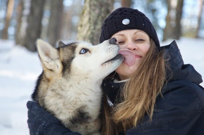 Husky Tour Karelian husky is a cultural symbol of this Northern region with dog sledding being the tourist must do winter activity.