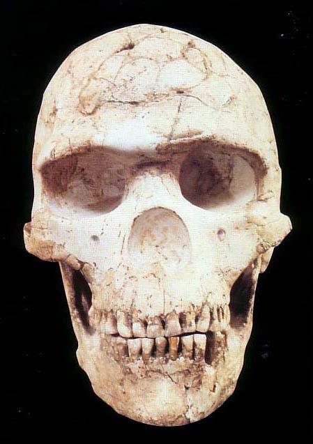 Skhul V Skull Almost 100,000 years old (Middle