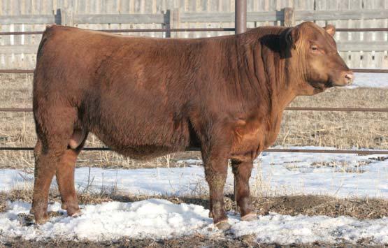 2219 has above average depth of rib and flank and adequate muscle and combines the Signature, Data, and LT 142 lines together which have all made excellent females.
