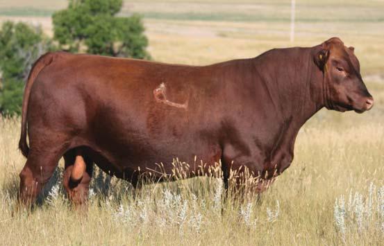 Reference Sires A MLK CRK EXPRESS 9141 REG.