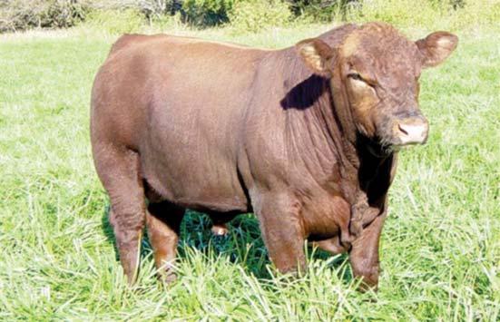 He is a very attractive, moderate-framed bull that packs a lot of muscle and depth.